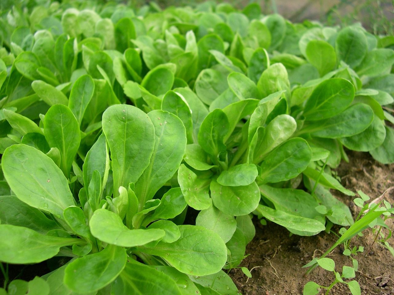 Feldsalat im Beet