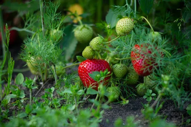 Erdbeerpflanzen mit roten und unreifen Früchten im Beet