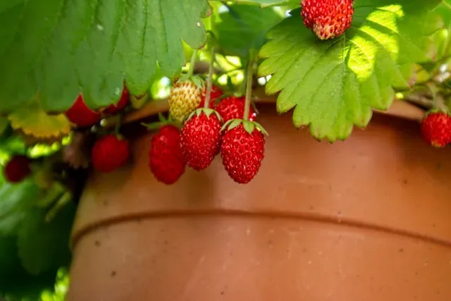 Erdbeeren hängen unter Blättern vor Terrakottatopf