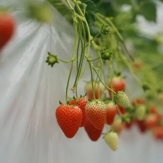 Hängende Erdbeeren in verschiedenen Reifestadien