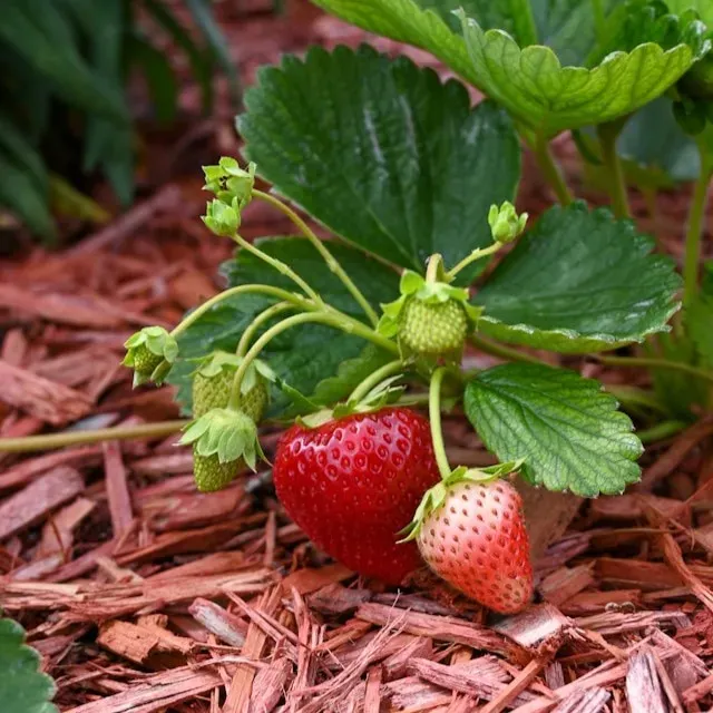 Erdbeerpflanze mit roten und unreifen Früchten auf Mulch