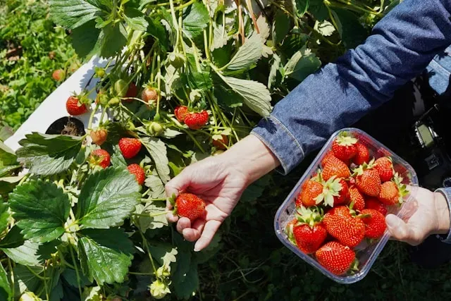 Hand erntet rote Erdbeere neben Schale mit Früchten