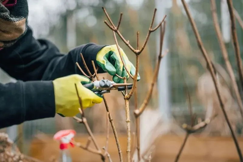 Gartenschere schneidet jungen Ast, Hände mit grünen Handschuhen beim Gehölzschnitt