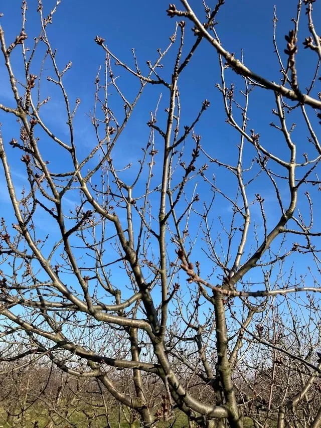Kahle Obstbaumäste mit gut sichtbaren Knospen vor blauem Himmel im Spätwinter oder zeitigen Frühjahr
