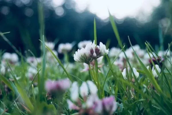 Weiß-rosa Kleeblüten zwischen grünen Grashalmen