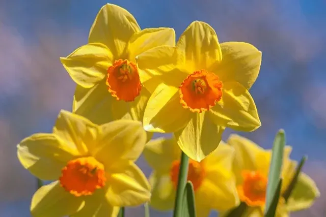 Gelbe großkronige Narzissen mit orangefarbener Krone