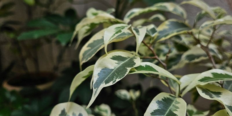 Ficus verliert Bl&auml;tter