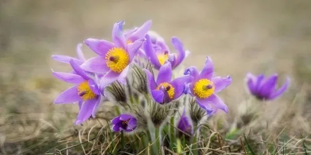 Violette Küchenschellen mit gelben Blütenmitten