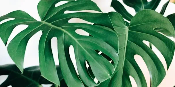 Nahaufnahme überlappender grüner Monstera-Blätter