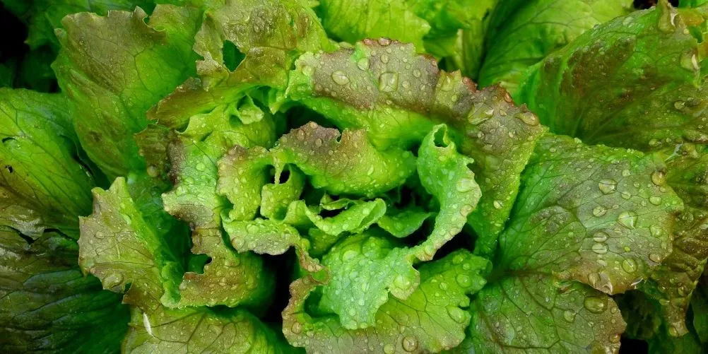 Pflücksalat säen, pflegen und ernten