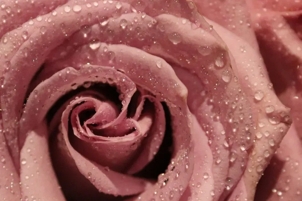 Rosa Rose mit Wassertropfen in Makroaufnahme