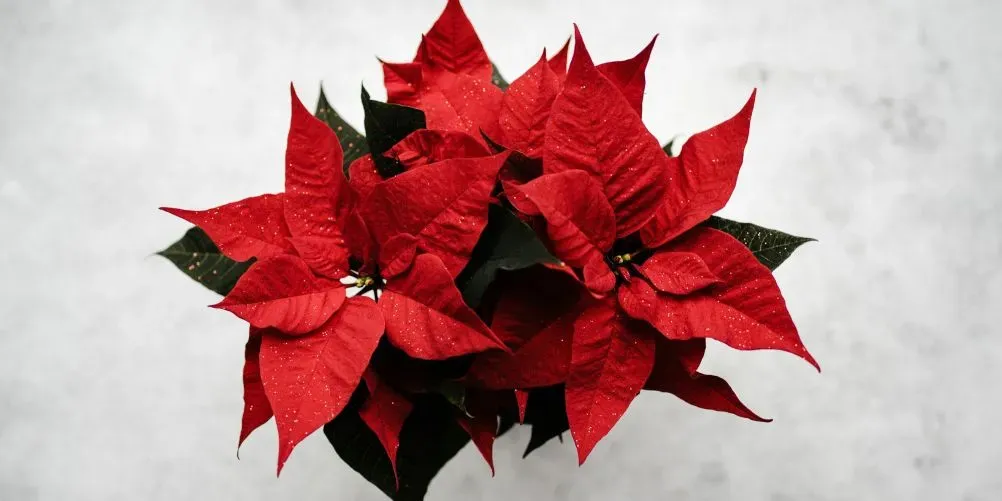 Roter Weihnachtsstern mit Wassertropfen vor hellem Grund