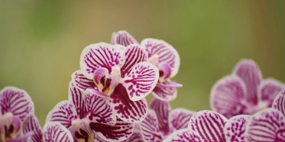Gemusterte Phalaenopsis-Orchideenblüten
