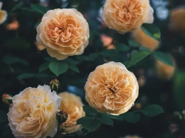 Cremegelbe gefüllte Rosenblüten mit dunklem Laub