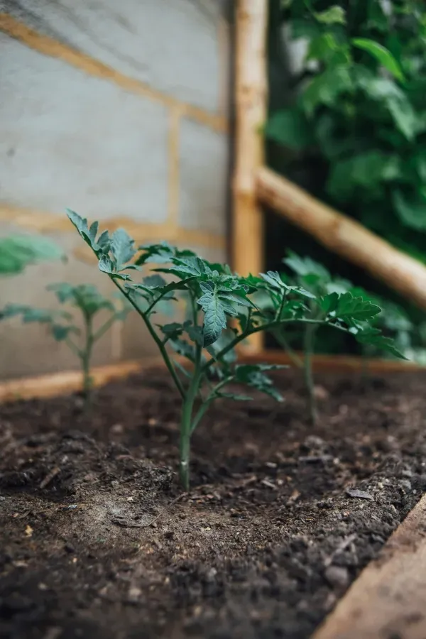 Junge Tomatenpflanze wächst einzeln in lockerer Erde im Holzhochbeet vor natürlichem Gartenhintergrund