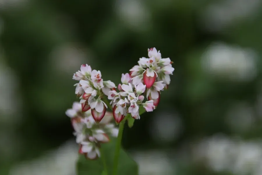 Zarte weiß-rosa Blüten des Buchweizens stehen locker an grünem Stängel vor unscharfem Gartenhintergrund