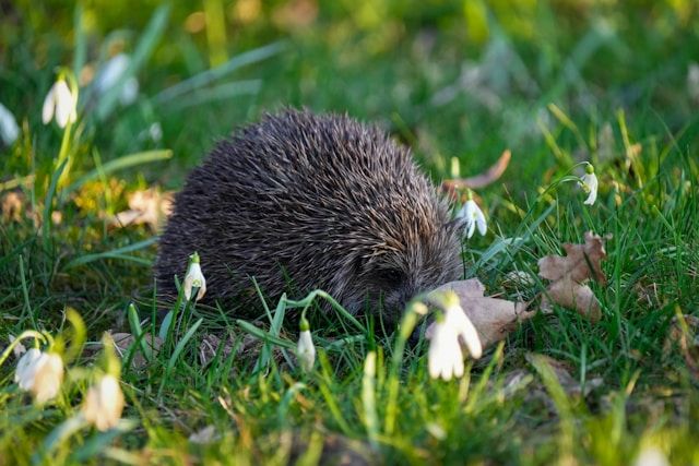 Igel läuft durch Gras zwischen blühenden Schneeglöckchen im Garten.