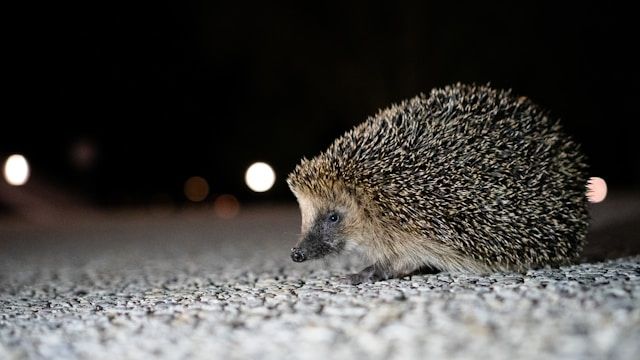 Igel läuft nachts über eine asphaltierte Straße bei schwachem Licht.