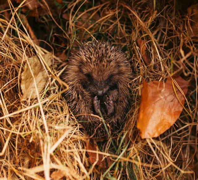 Igel sitzt zusammengerollt in einem Nest aus trockenem Gras und Herbstlaub.