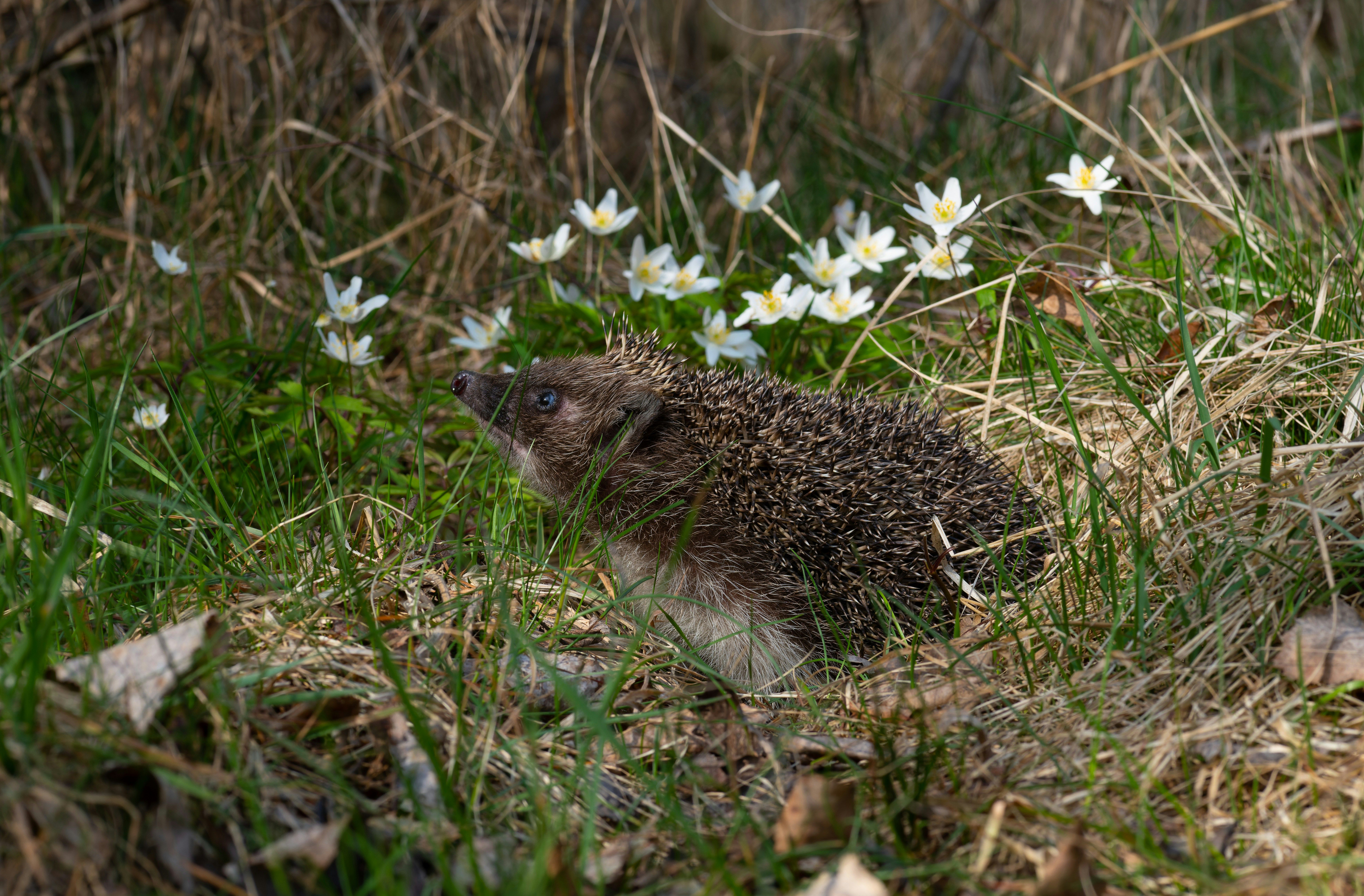 Igel im Gras zwischen trockenen Halmen und weißen Frühlingsblumen im Garten.