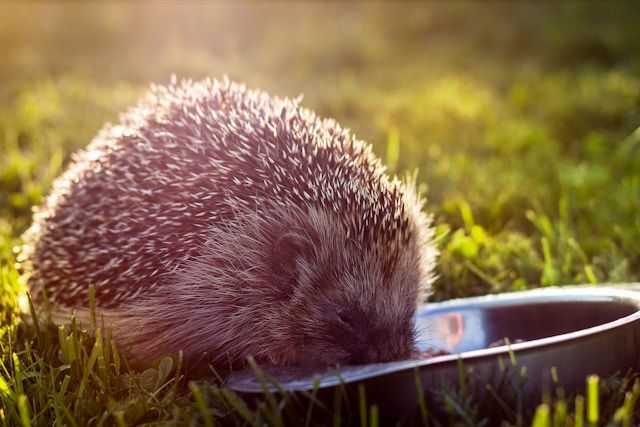 Igel trinkt aus einer flachen Schale im Gras bei warmem Licht.