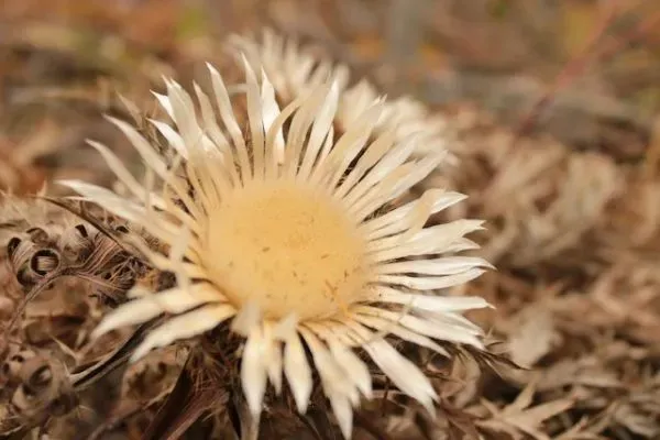 Trockener Blütenstand einer Silberdistel in Nahaufnahme