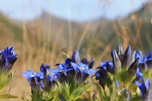 Blaue Enzianblüten vor unscharfer Berglandschaft