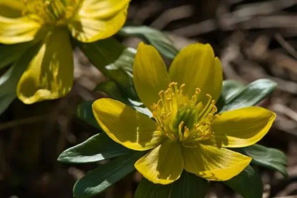Gelbe Winterlingblüte mit grünen Hochblättern