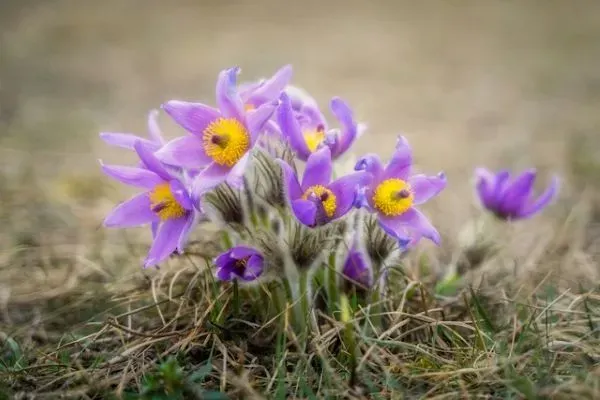 Violette Küchenschellen mit gelben Blütenmitten