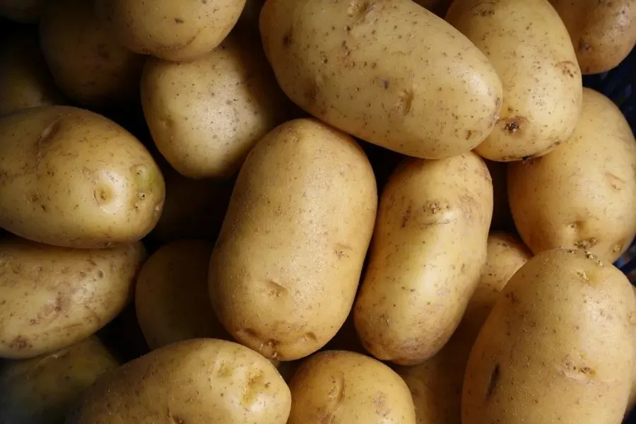 Gelbe Kartoffeln mit erdiger Schale
