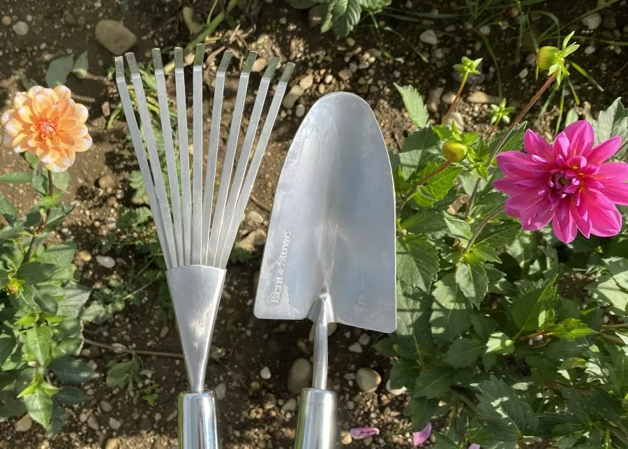 Edelstahl-Gartenrechen und Pflanzschaufel liegen nebeneinander im Blumenbeet zwischen blühenden Dahlien