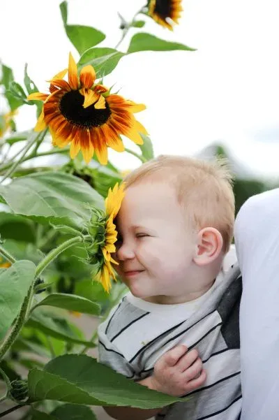 Kleinkind riecht lächelnd an einer Sonnenblume