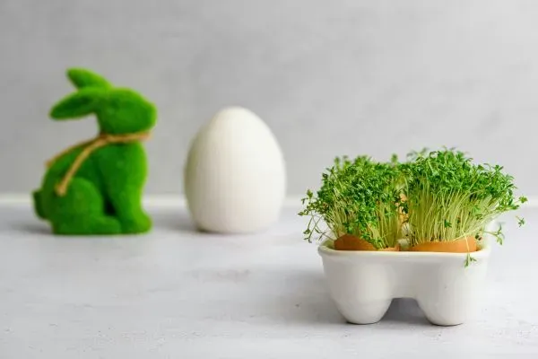 Kresse in Eierschale mit weißem Ei und grünem Osterhasen
