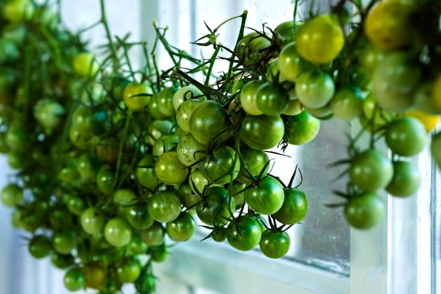 Kirschtomaten auf dem Fensterbrett