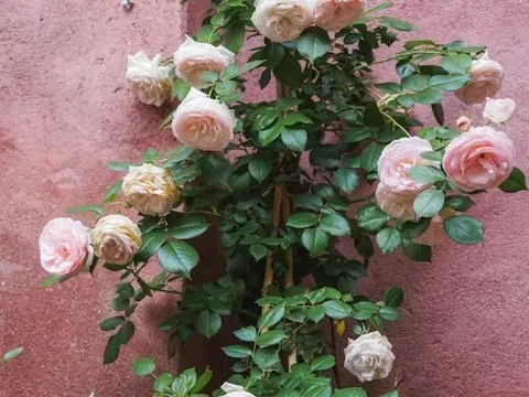 Hellrosa Kletterrose an rosafarbener Hauswand