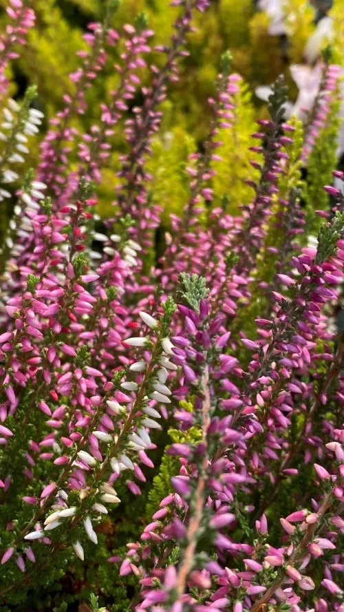 Knospenheide mit pink und rosa Blüte