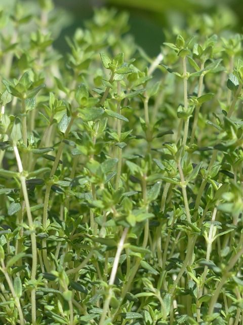 Mediterrane Kräuter wie Thymian freuen sich über einen sonnigen Platz in Ihrem Garten, auf dem Balkon oder der Terrasse.