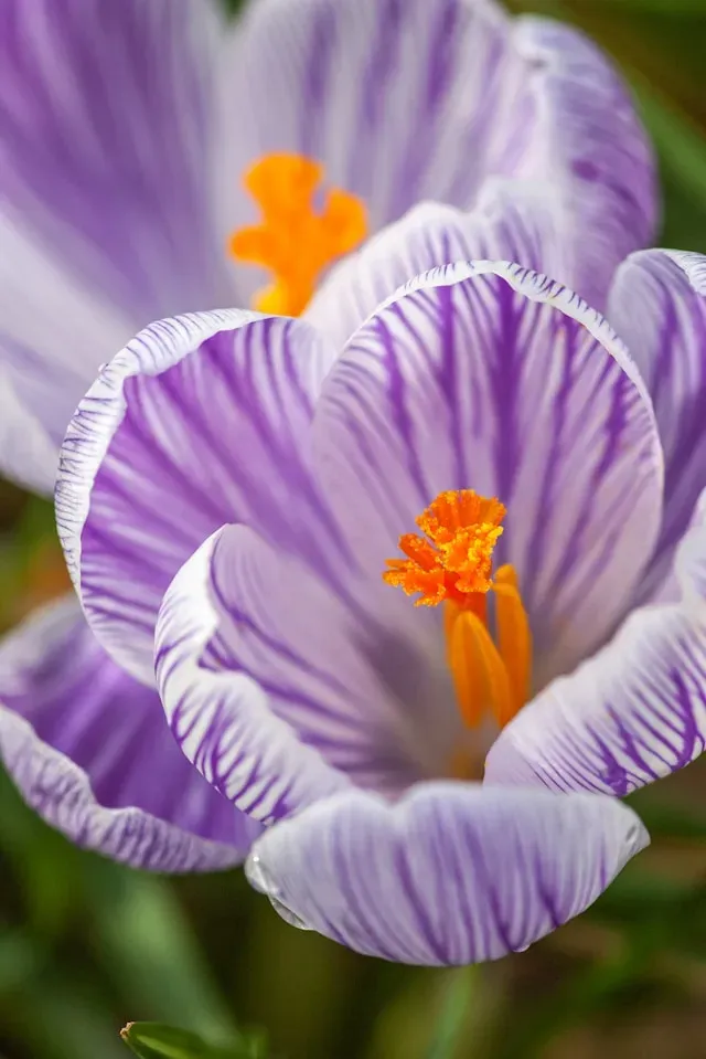 Gestreifte violett-weiße Krokusblüten mit orangefarbenen Staubgefäßen