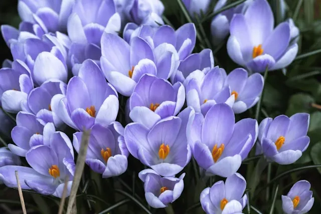 Hellviolette Krokusse mit orangefarbenen Staubgefäßen