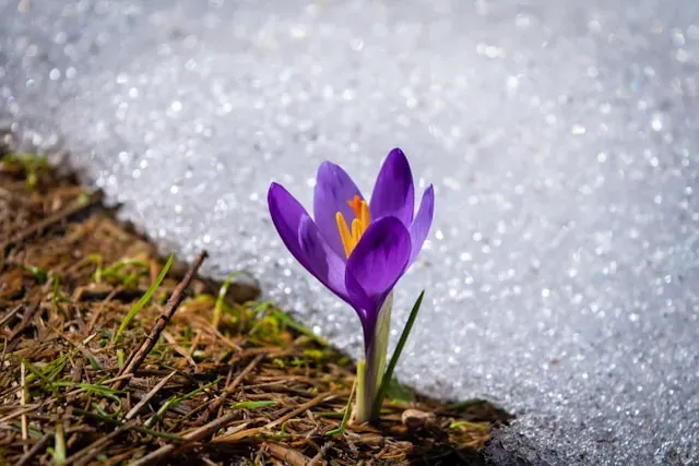 Violetter Krokus blüht am Rand einer Schneefläche