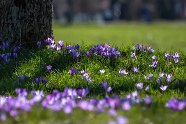 Violette Krokusse blühen im Gras unter einem Baum