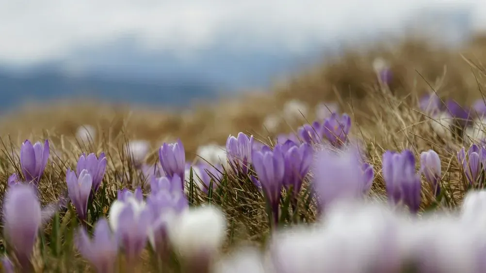 Violette Krokusse in trockener Wiese vor unscharfem Bergblick