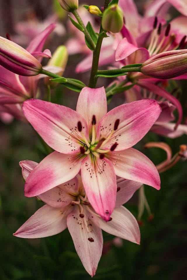 mehrfarbige Lilie in pink und weiß