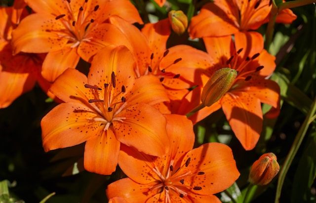 orangene Lilien bringen Farbe in jedes Blumenbeet