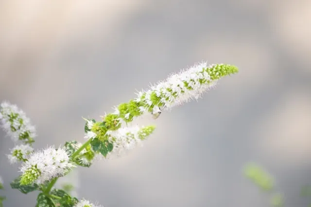 Weiße Minzblüte mit grünen Knospen vor hellem Hintergrund