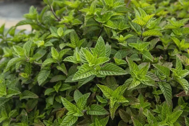 Dichte Minze mit gezähnten grünen Blättern im Beet