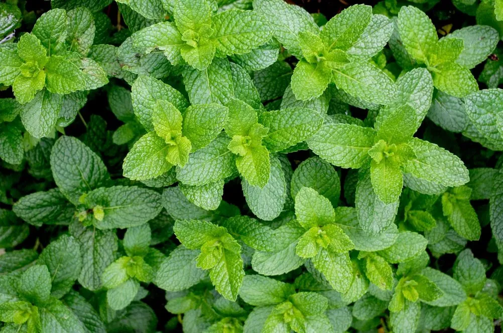 Frische Minze mit hellgrünen, strukturierten Blättern