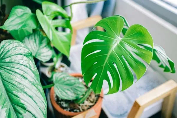 Grünes Monstera-Blatt zwischen Pflanzen am Fenster