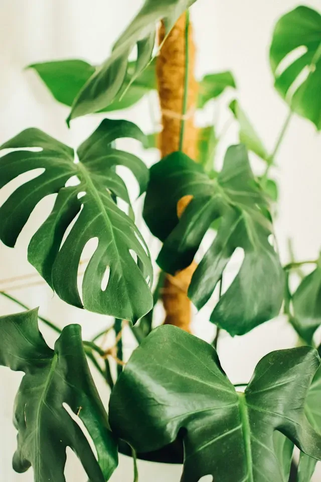 Monstera mit großen Blättern an einem Rankstab