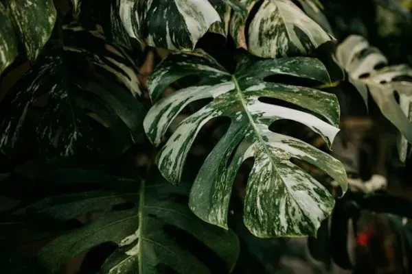 Grün-weiß panaschierte Blätter einer Monstera